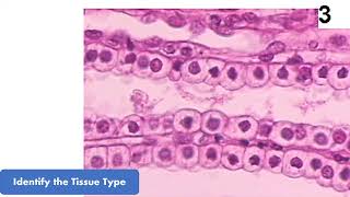 New Epithelial Tissue Virtual Flash Cards for Anatomy Quiz and Practical Exam [upl. by Wanfried223]