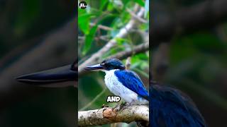 Giggly giggly easylearning animals education facts knowledge wildlife bird wildbird [upl. by Phaidra]