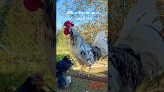 Blue Exchequer Leghorn rooster exchequerleghorn leghorns leghornchicken rooster farming hahn [upl. by Biron]