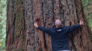 These Canadian Trees Are 800 Years Old  A Talk Amongst The Giants [upl. by Melcher340]