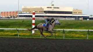 Thoroughbred Race Horse Training Presque Isle Downs [upl. by Aihsekyw]