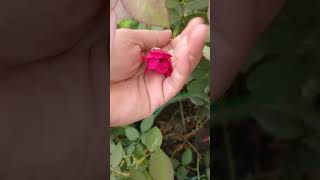 Rose Flower Transformation shorts gardening gardeningtips youtubeshorts flowers rose short [upl. by Woodsum]