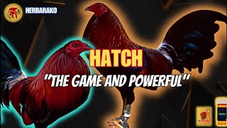 HATCH GAMEFOWL BLOODLINE Fighting Style and History [upl. by Siryt]