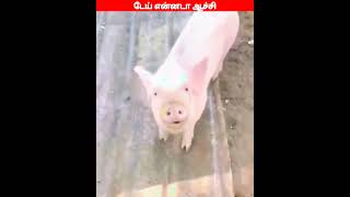 🤣🐈🐕சாந்தி அடைய வாழ்த்துக்கள்🤣🐈🐕viral trending comedy funnyanimal videos [upl. by Camile603]