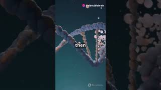 Understanding the S Phase DNA Replication Explained biofacts facts cellbiology celldivision [upl. by Erida]