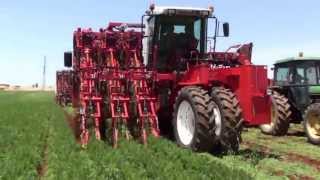 Dewulf ZKIIISE  3row selfpropelled carrot harvester [upl. by Rekoob]