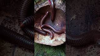 Should I be scared of millipedesarthropods millipede scary shorts [upl. by Ellard]