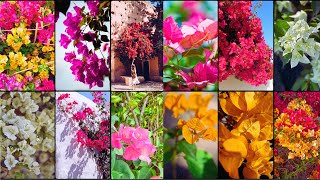 BOUGAINVILLEA VARIETIES  Plants Weekly [upl. by Asennav337]