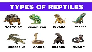 Reptiles Name  Types Of Reptiles and Their Name  Reptiles Animals Name In English  Reptiles [upl. by Calore]