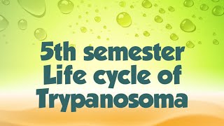 lect 135th semester Trypanosoma gambienseLife cycle [upl. by Dnalra365]