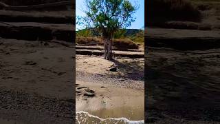 The Most Unusual Trees on This Cretan Beach 🌳🏝️🦀 crete greece ελλάδα κρήτη sitia travel [upl. by Earle]