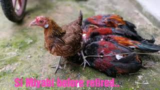 Ayam Hutan Pikat Betina 118 [upl. by Mayap]