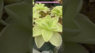 Pinguicula ehlersiae x gigantea [upl. by Celestyna295]