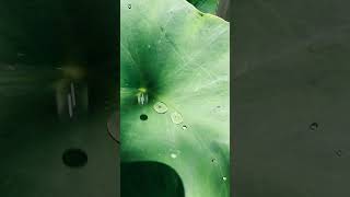 rain sleepsounds darkscreenrain asmrrain nature rainandthunderblackscreen sleepmusic [upl. by Alasdair]