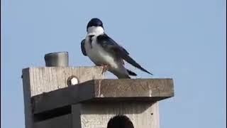 Tree Swallow Preening Feathers [upl. by Carlene633]