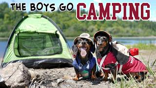 Ep 5 The Dogs Go Camping  Cute Dachshunds Camping Trip [upl. by Yoc]