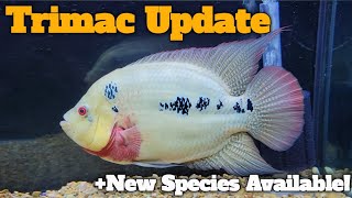 Trimac Cichlid UPDATE   New Species Available [upl. by Travis]