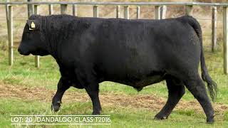 LOT 20 DANDALOO CLASS T2016 [upl. by Akeimahs]