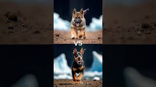 Top Million views German shepherd vs Pug Rottweiler Puppy Husky SamoyedDoberman pinscher [upl. by Mosnar]