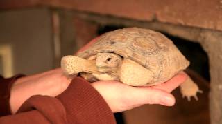 Hibernating Desert Tortoise [upl. by Yeldnarb]