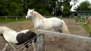 AndalusianLipizzaner mare  first encounter with a gelding after laminitis talent for capriole [upl. by Sunev624]