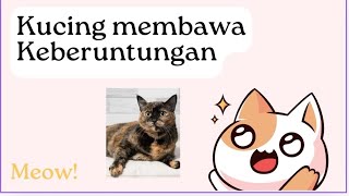 rumor tentang kucing warna tortie [upl. by Lemuela]