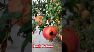 Bush delima  statisfying buahdelima promogranate fruit garden [upl. by Nirahs]