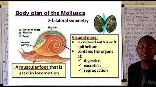 Phylum Mollusca 1 [upl. by Imuya]