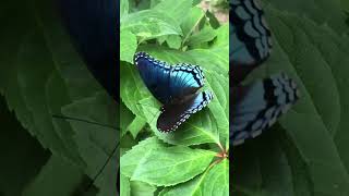 Beautiful Butterfly To Identify RedSpotted Purple [upl. by Dlonra559]