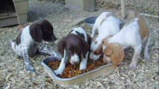 8 Week old Brittany pups [upl. by Aisatsanna496]