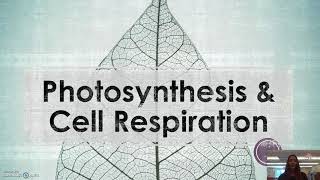 Photosynthesis amp CR updated [upl. by Adnauqal513]