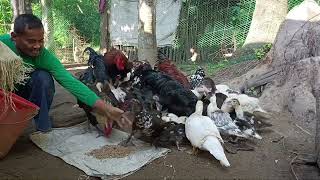 SA PAG BALIK KO MAG BIGAY NG SAHA NG SAGING NAG KAKAGULO NA SILA farming chicken duck [upl. by Ahsikyt]