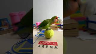 Bird Trainingsmart lovebird parrot l smart little cute parrot trainingsmartparrotcute [upl. by Kath]