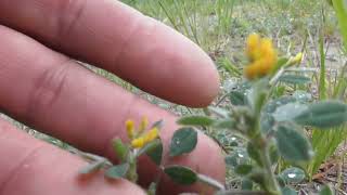 Medicago falcata yellow lucerne sickle alfalfa yellowflowered alfalfa yellow alfalfa [upl. by Ahsikrats]