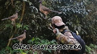 caza de chachalaca con resortera resortera slingshot caza [upl. by Esmaria799]