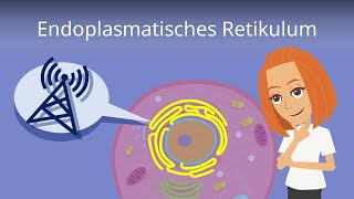 Endoplasmatisches Retikulum  Aufbau und Funktion [upl. by Enilkcaj]