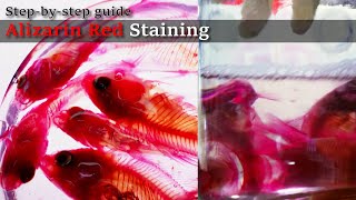 03R Scale solution Alizarin Red Staining Stepbystep guide 2023 1130 03 RedC [upl. by Aneen987]