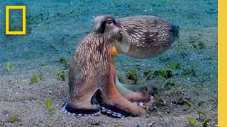 Watch this Octopus Devour Crabs as It Jumps in the Water  Insane Animals  Secrets of the Octopus [upl. by Laeria]