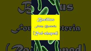 Bacillus Form Bacteria Explained in 45 Seconds bacillus bacteriaexplained microbiology [upl. by Sale]