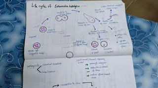 Life cycle of Entamoeba histolyticaDefine metacystsimple NotesTamil [upl. by Leena]