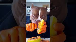 Dog with hands eating papaya [upl. by Lysander277]