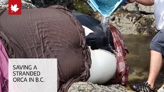 Whale rescue Saving a stranded orca in British Columbia [upl. by Yeliab619]