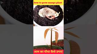 how to grow mango plant gardening mango shortvideo short grow how plant garfting [upl. by Corinna733]