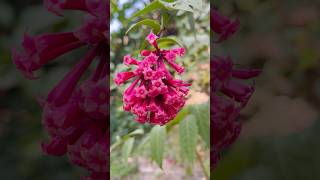 Cestrum elegans beautifulplants viralytshort [upl. by Laroc]