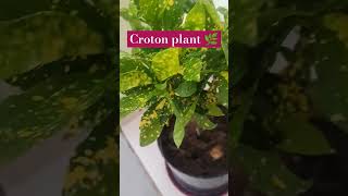 Croton plant care tips  gardening tips  motivation music 🎵 YouTube shorts  viral video [upl. by Ethban]