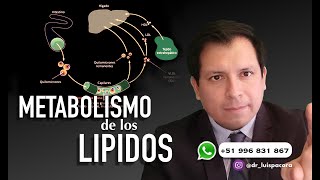 METABOLISMO DE LOS LÍPIDOS  METABOLISMO DE LAS GRASAS [upl. by Valsimot]