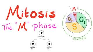 Mitosis  Cell Division  The M Phase of the Cell Cycle  Biology for MCAT DAT SAT ACT AP Bio [upl. by Manus]