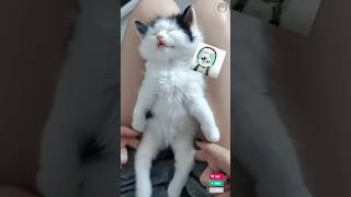 Tingkah lucu kucing part14 fypシ゚viral funny viralshort kucinglucu [upl. by Lindsey]