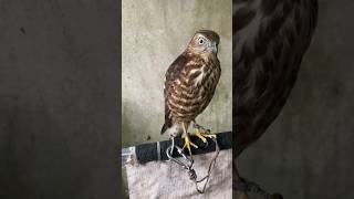 Ưng Shika  Falconry  The Fastest Flying Bird In The World chimsanmoi shikra shorts [upl. by Leunamne]