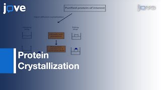 Protein Crystallization for Xray Crystallography [upl. by Jennine856]